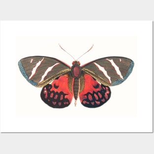 Papilio Icarus Posters and Art